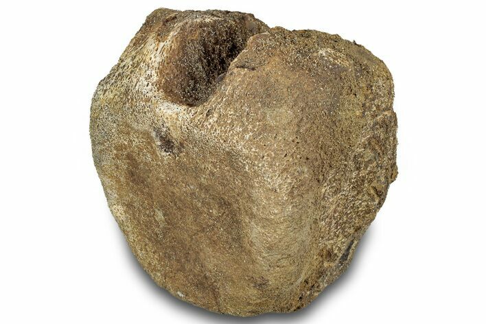 Hadrosaur (Edmontosaurus) Vertebra Centrum - Montana #316918